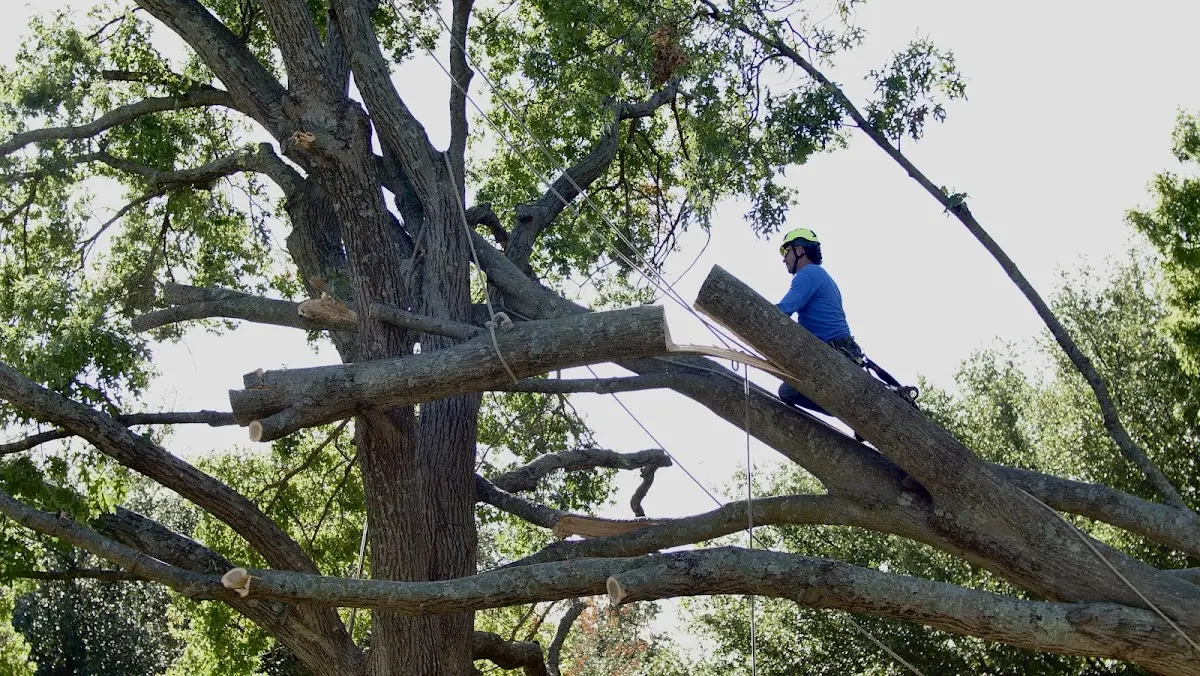 Professional Crown Thinning performed by certified arborists in Harvest