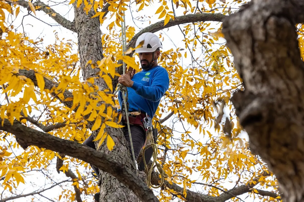 Skilled Tree Trimming crew working in Harvest