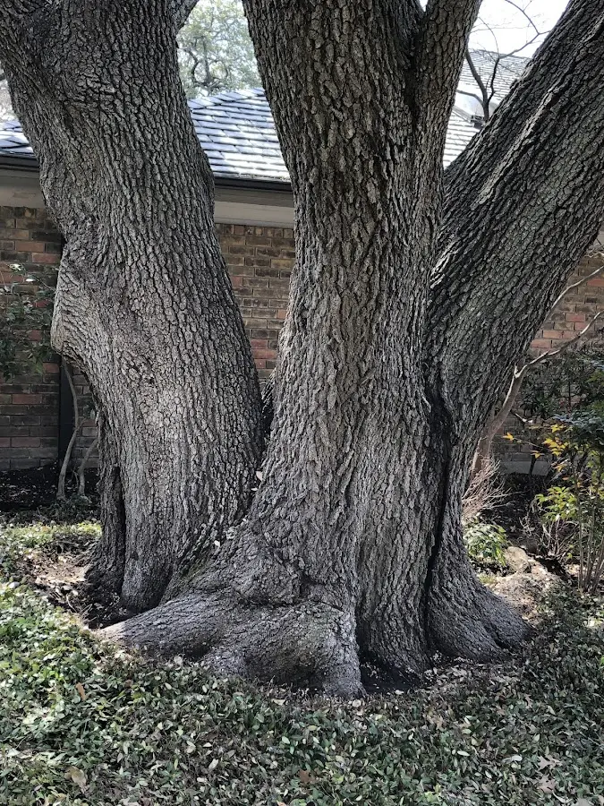 Mature heritage tree close to a Harvest property cared for by certified arborists